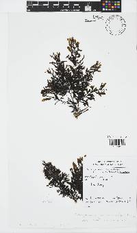 Sargassum cymosum image