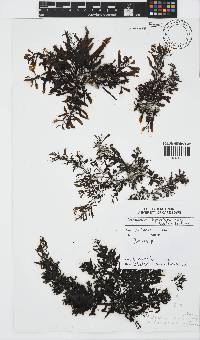 Sargassum cymosum image