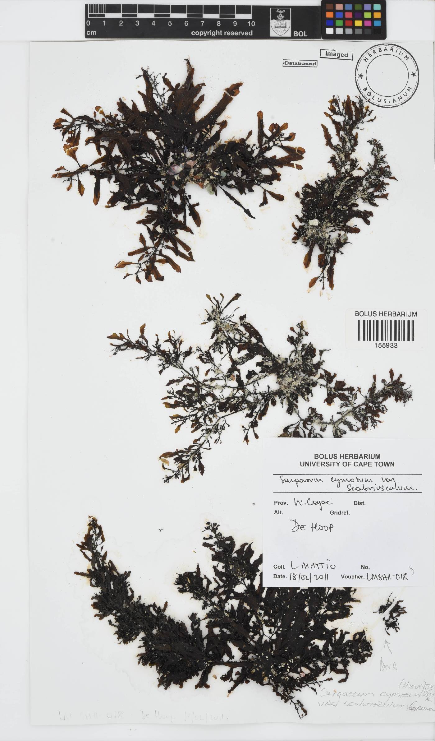 Sargassum cymosum var. scabriusculum image