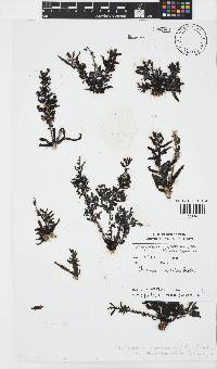 Sargassum cymosum image