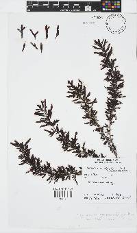 Sargassum cymosum image