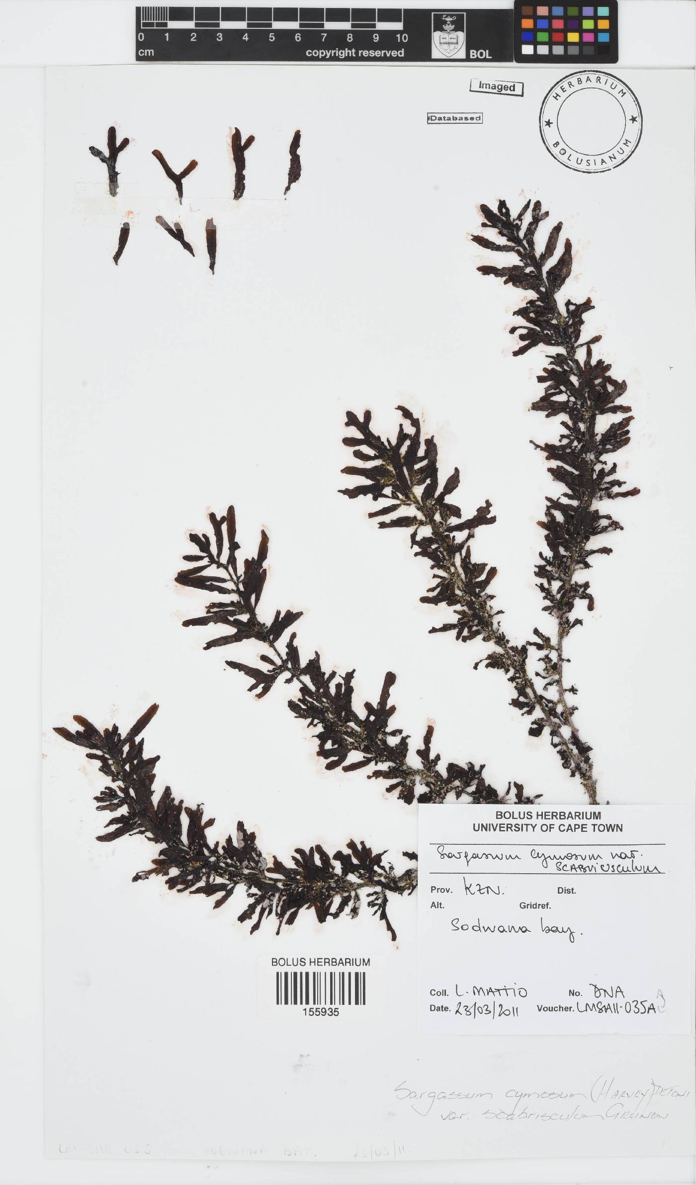 Sargassum cymosum var. scabriusculum image