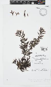 Sargassum cymosum image