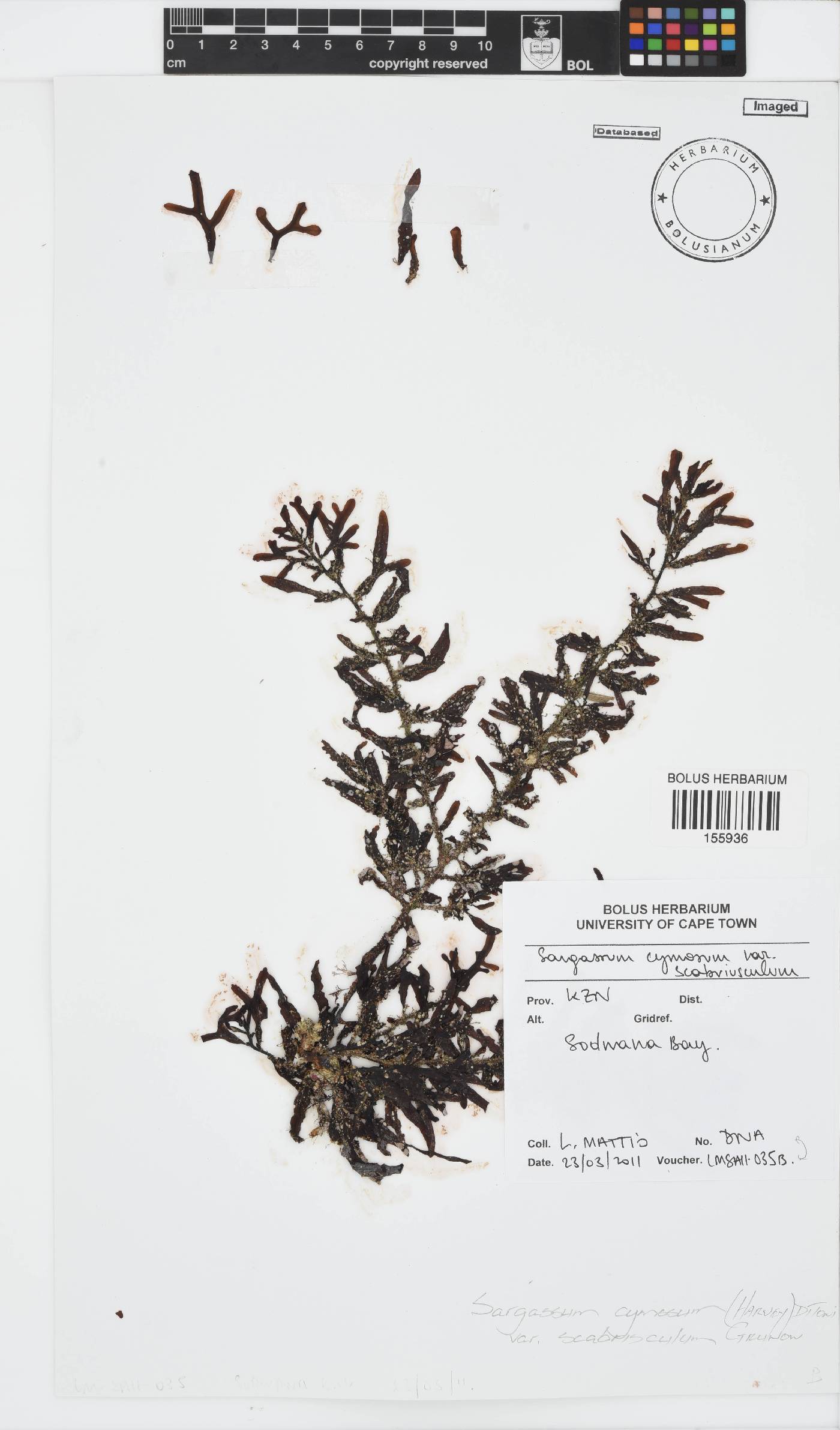 Sargassum cymosum image