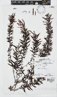 Sargassum cymosum image