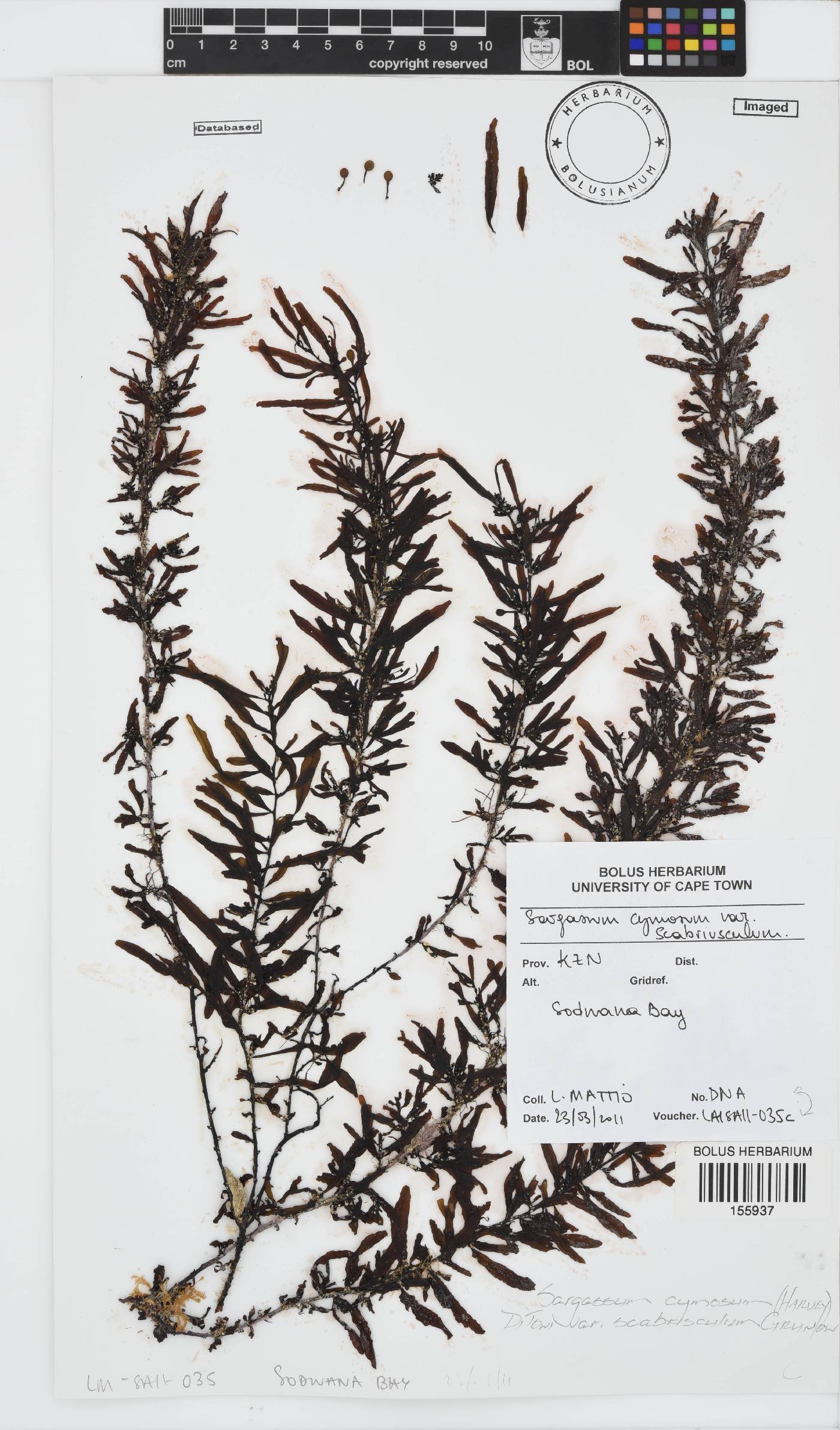 Sargassum cymosum var. scabriusculum image
