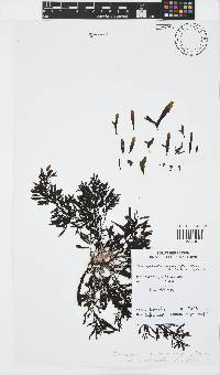 Sargassum cymosum image