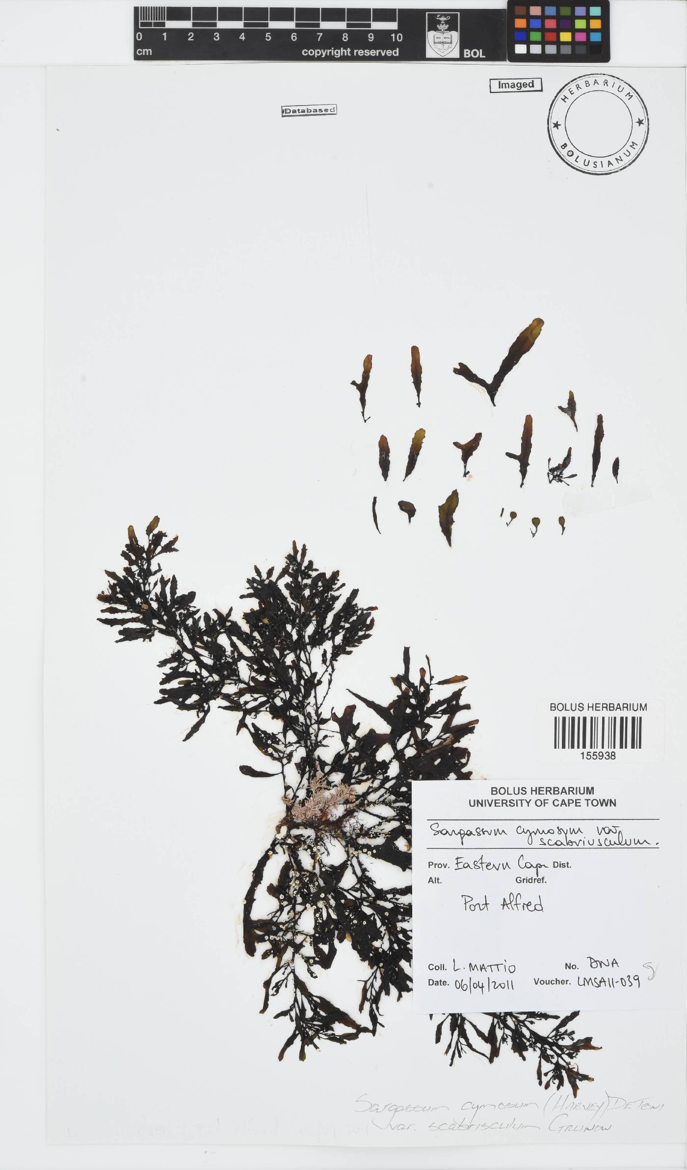 Sargassum cymosum var. scabriusculum image