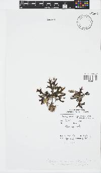 Sargassum cymosum image