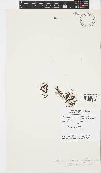 Sargassum cymosum image