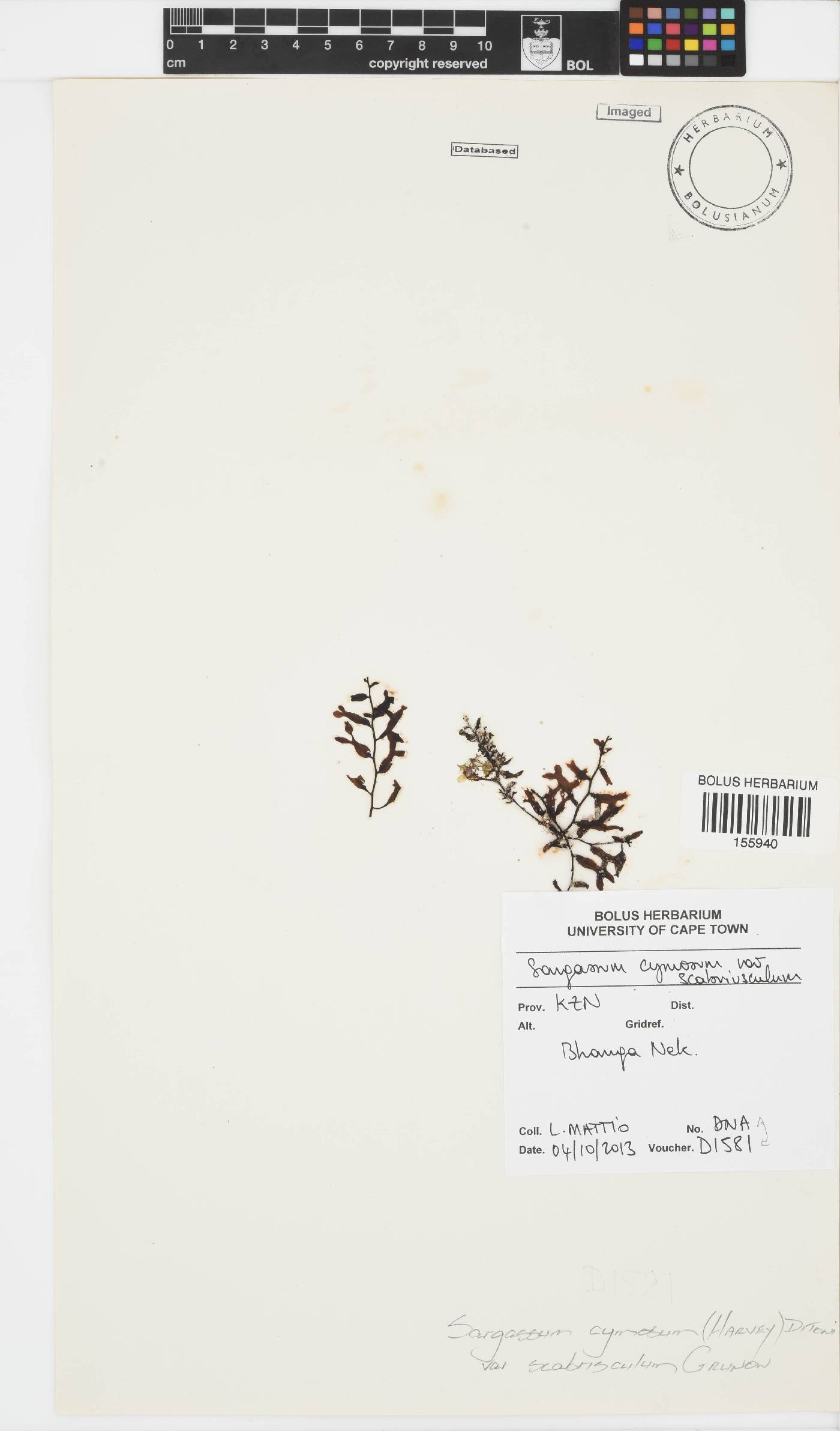 Sargassum cymosum var. scabriusculum image