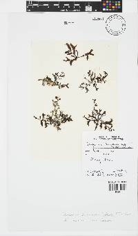 Sargassum cymosum image