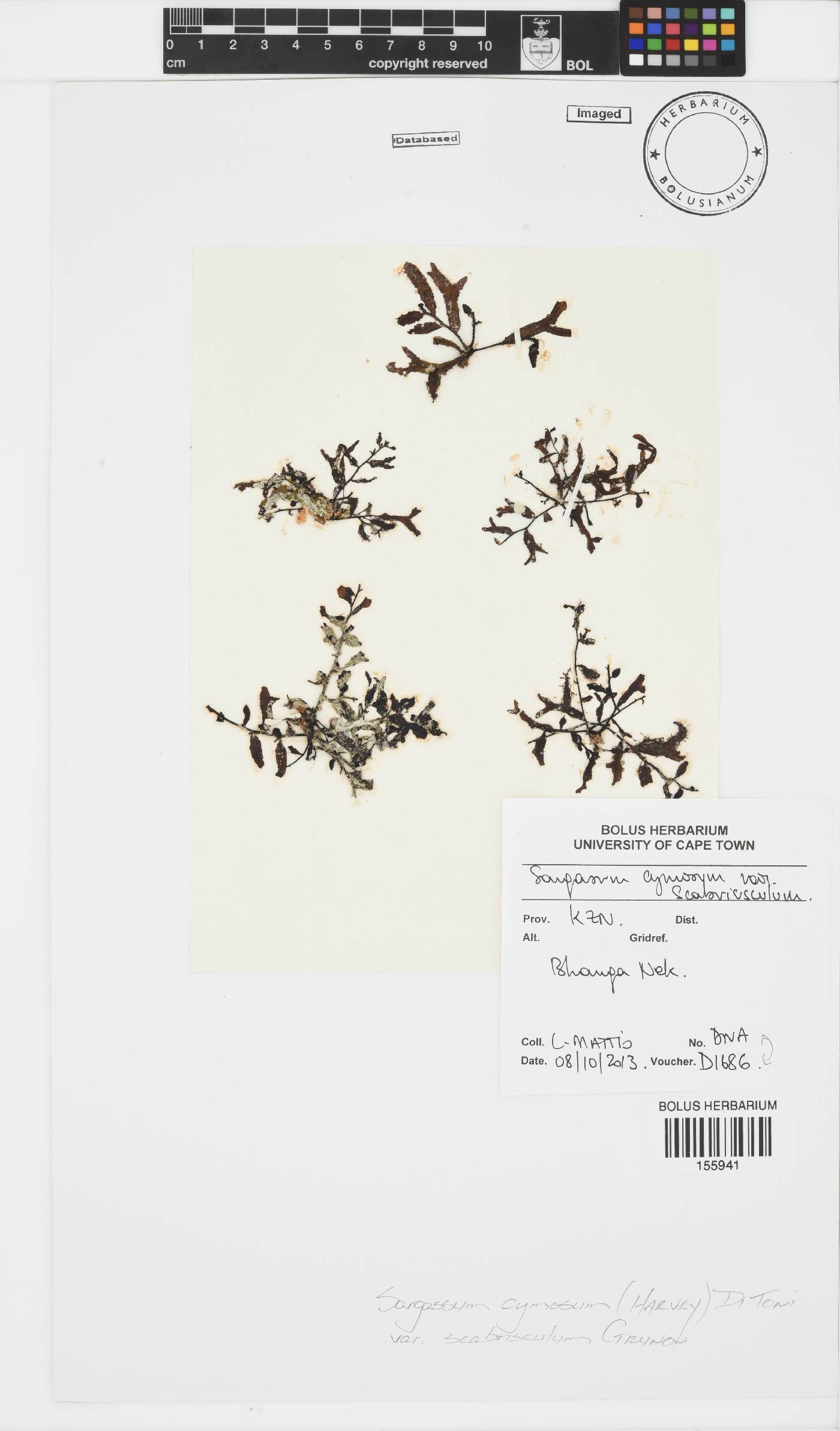 Sargassum cymosum image
