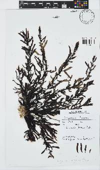 Sargassum elegans image