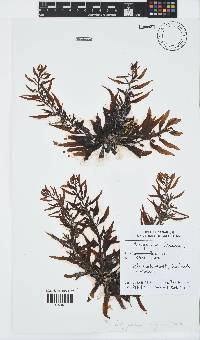 Sargassum elegans image