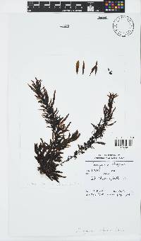 Sargassum elegans image