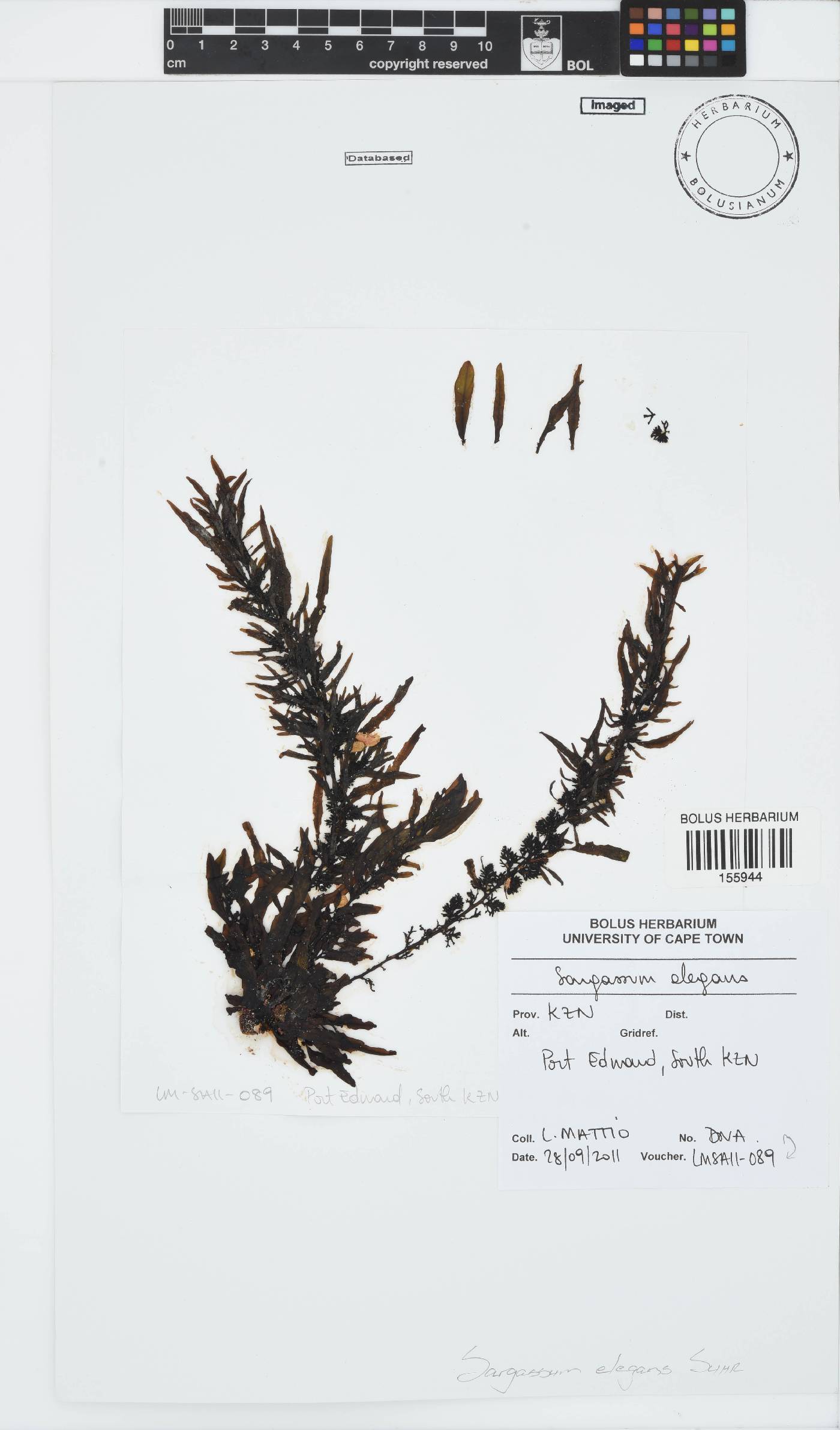 Sargassum elegans image