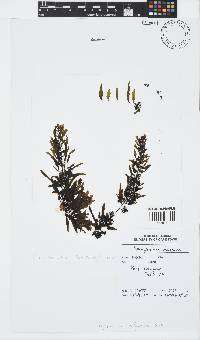 Sargassum elegans image