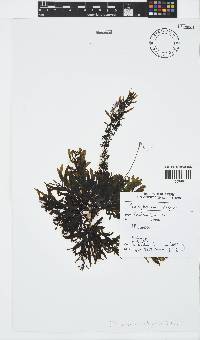 Sargassum elegans image