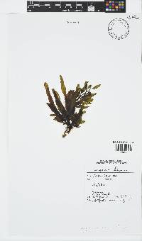 Sargassum elegans image