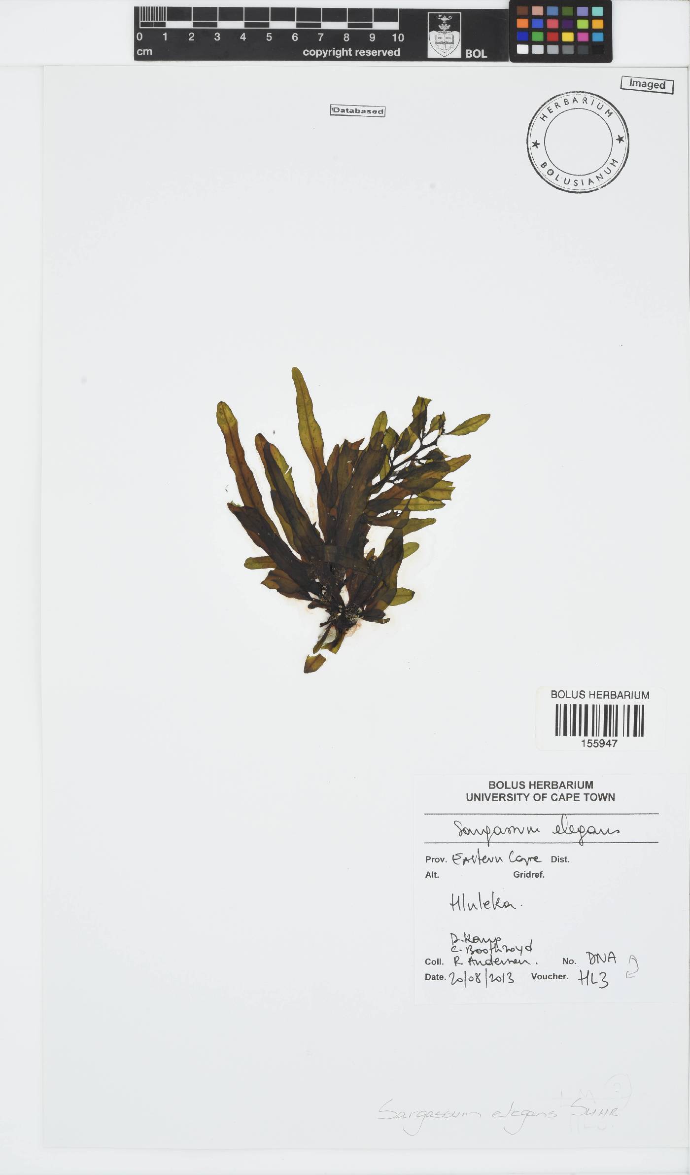Sargassum elegans image