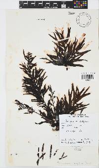 Sargassum elegans image