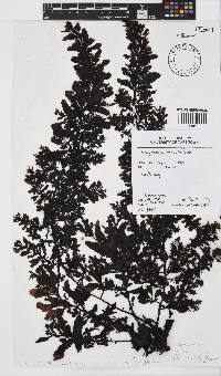Sargassum incisifolium image