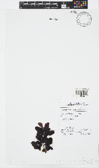 Sargassum incisifolium image