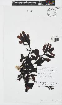 Sargassum incisifolium image