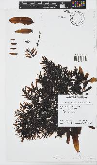 Sargassum incisifolium image