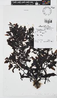 Sargassum incisifolium image