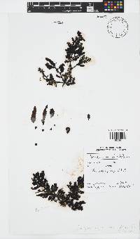 Sargassum ilicifolium image