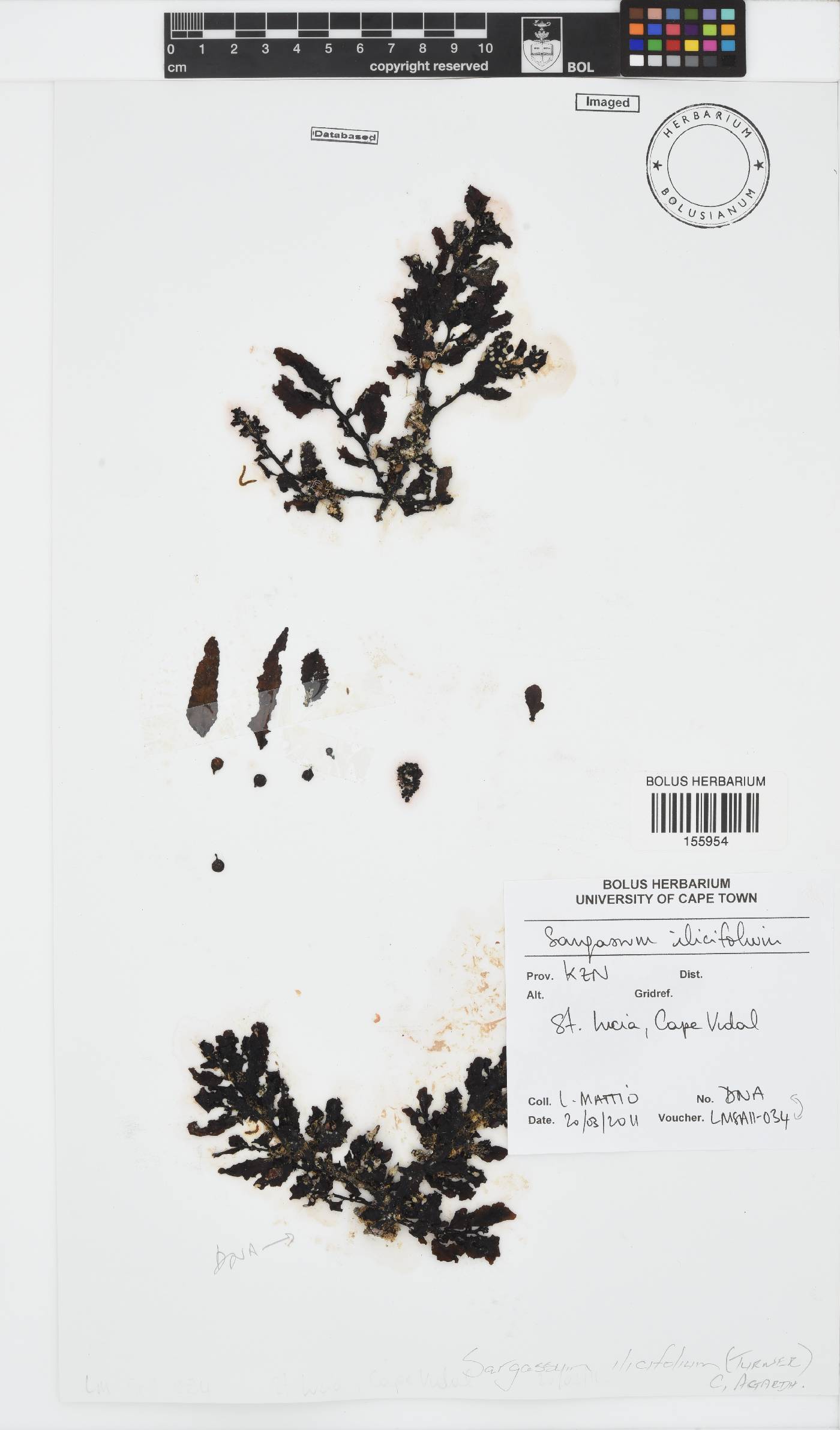 Sargassum ilicifolium image