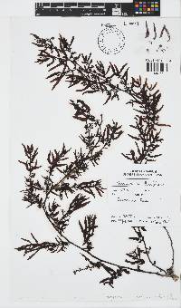 Sargassum ilicifolium image