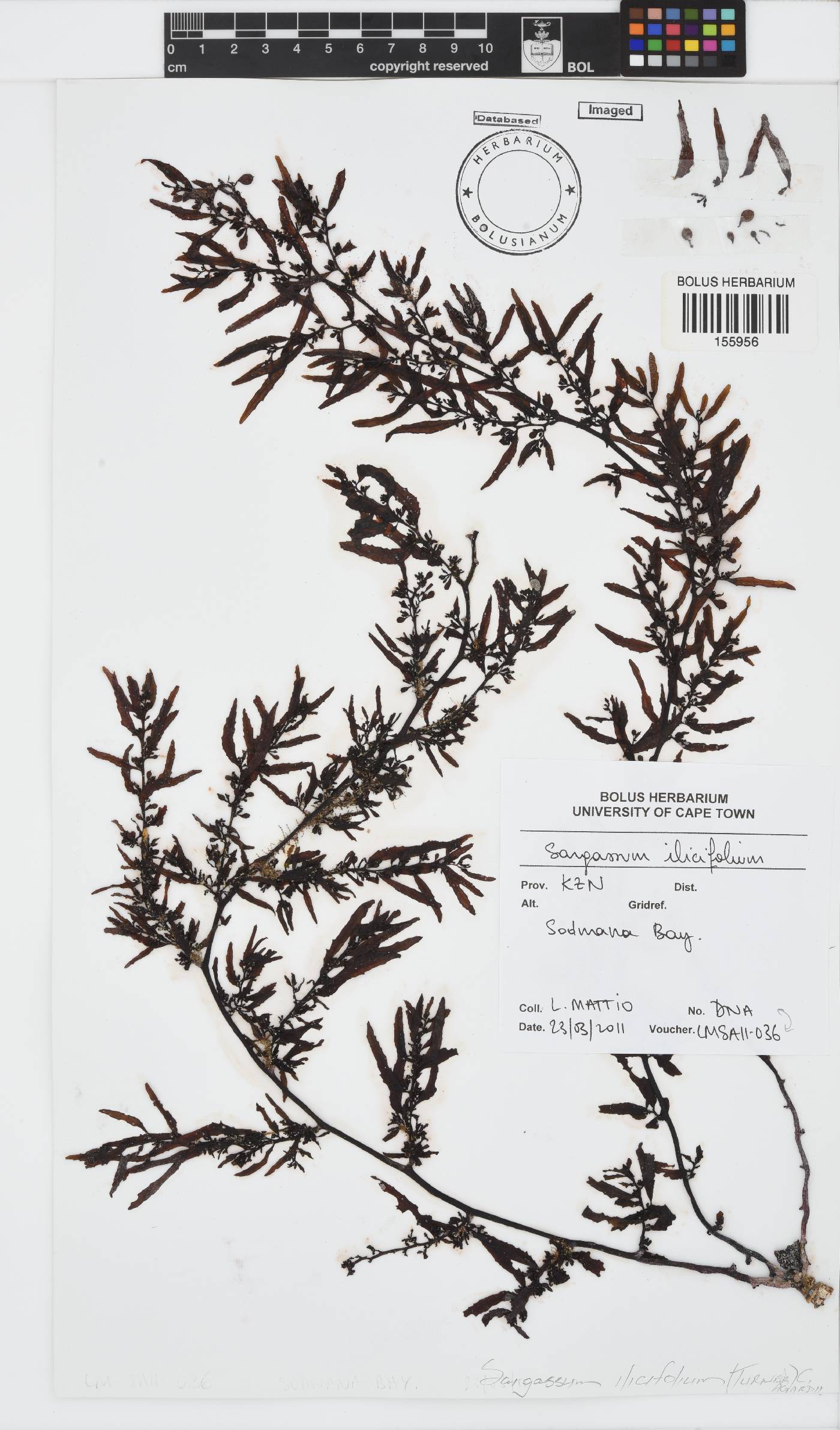 Sargassum ilicifolium image