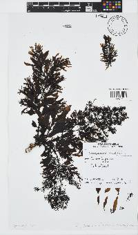Sargassum ilicifolium image