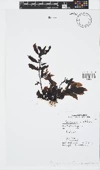 Sargassum ilicifolium image