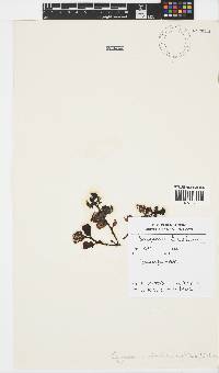 Sargassum ilicifolium image