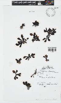Sargassum obovatum image