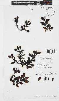 Sargassum obovatum image