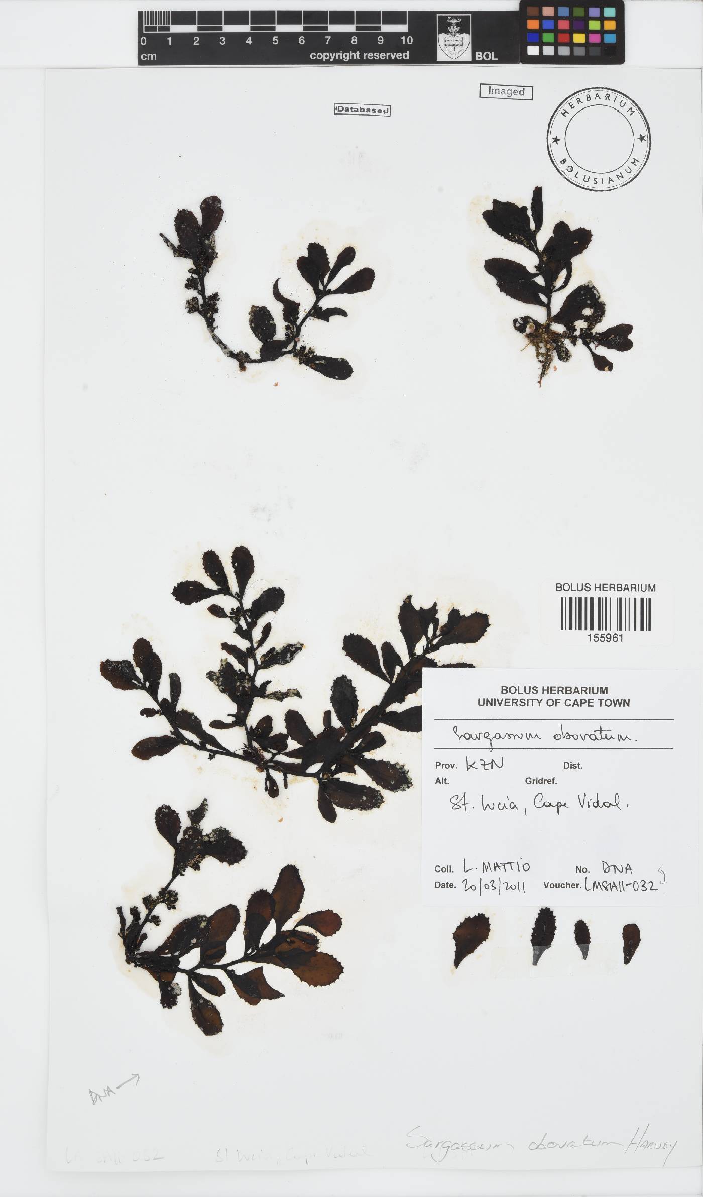Sargassum obovatum image