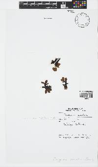 Sargassum obovatum image