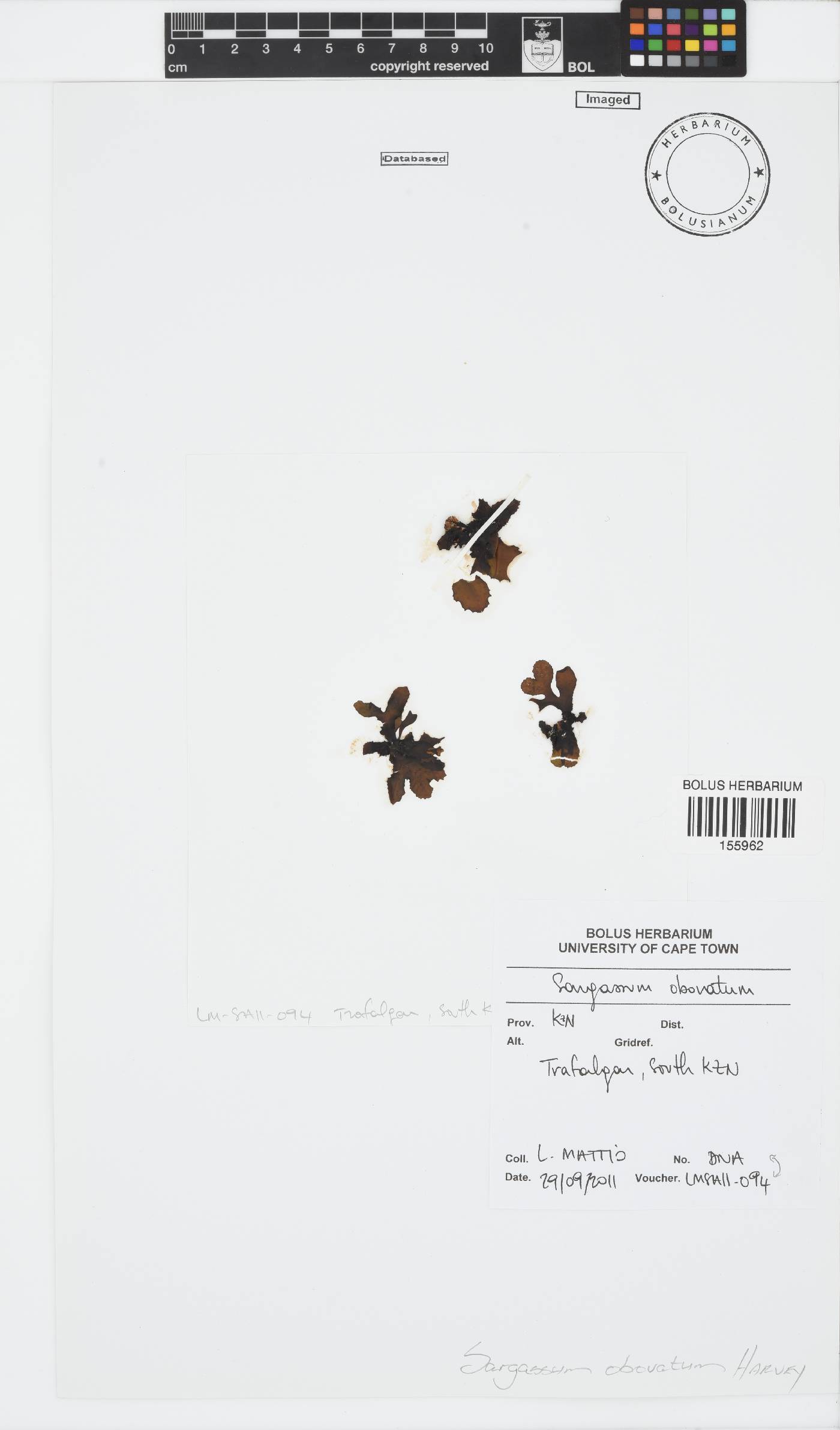 Sargassum obovatum image