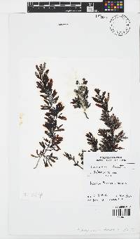 Sargassum obovatum image