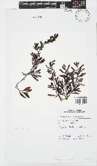 Sargassum obovatum image