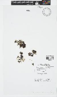 Sargassum obovatum image