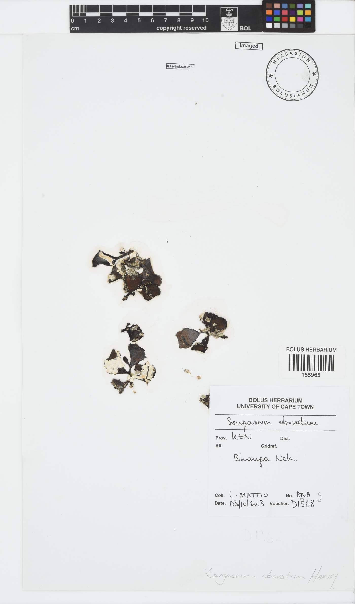 Sargassum obovatum image