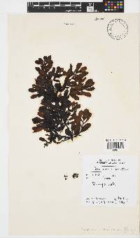 Sargassum obovatum image