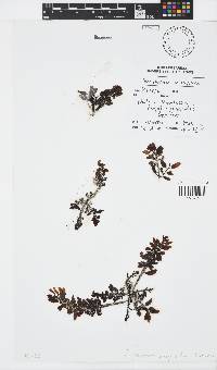 Sargassum polycystum image