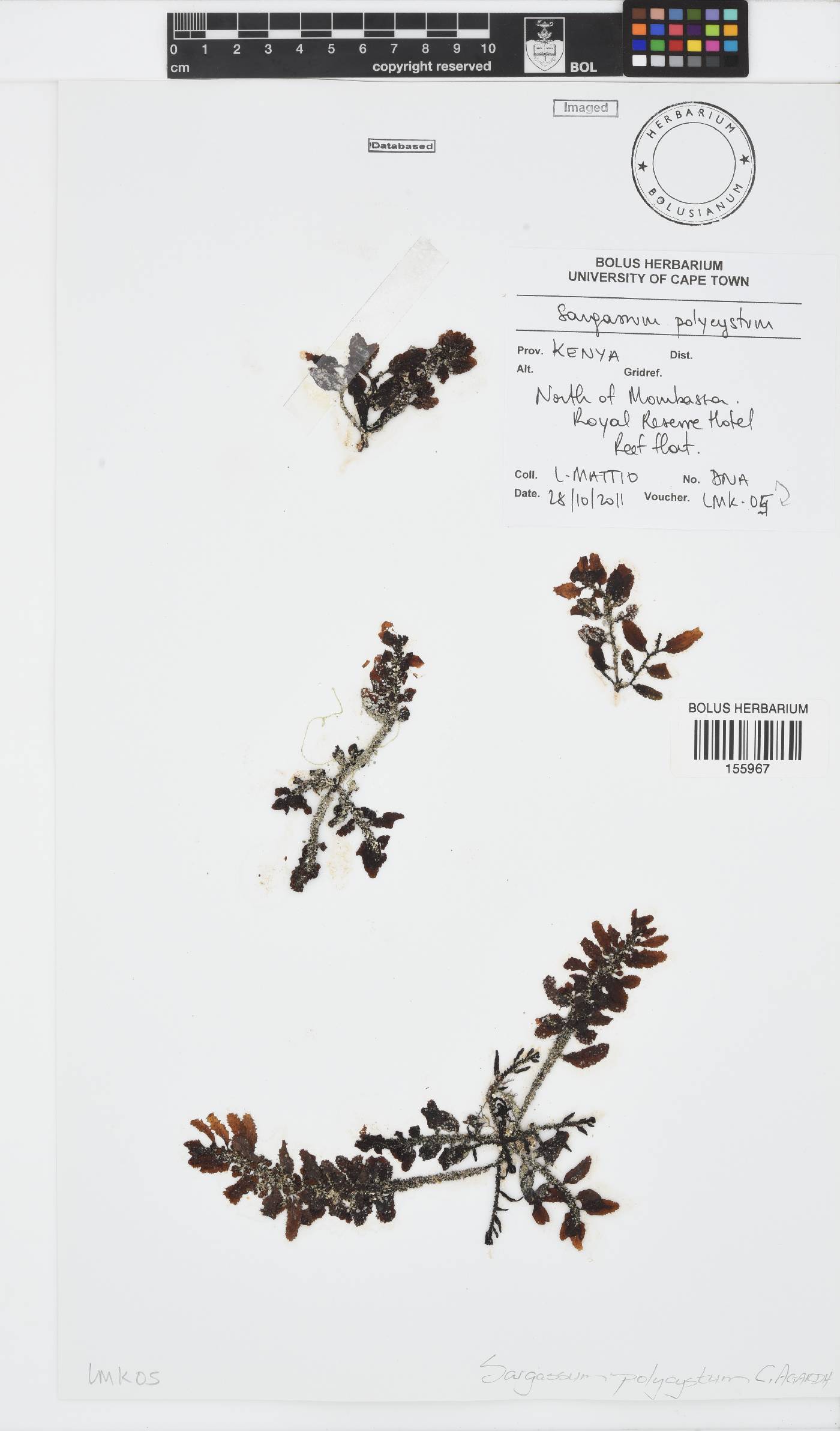 Sargassum polycystum image